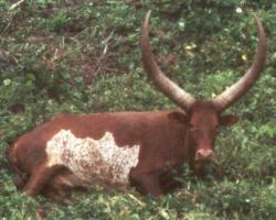 Ankole Bull