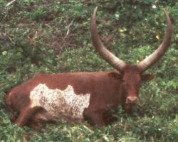 Ankole Bull