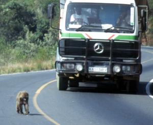 Baboon on highway