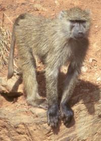 Baboon