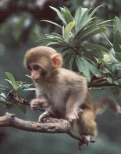 Baby Monkey