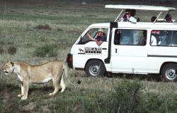 How not to run a safari