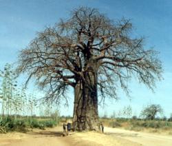 Baobab tree