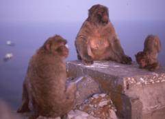 Barbary Apes