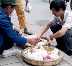 Dubious rabbit dealer