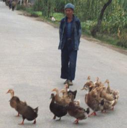 Duck herder