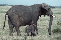 Elephants