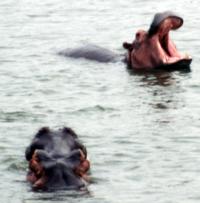 Hippos in Kazinga channel