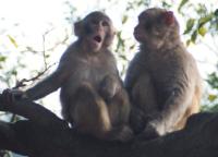 Feral monkeys in Hong Kong