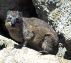 Rock Hyrax