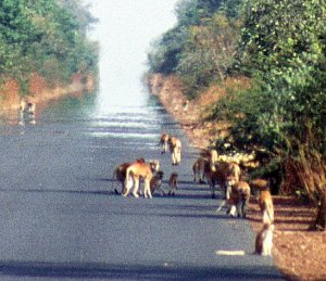 Monkeys on road