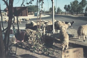 Sheep roaming Nuweiba