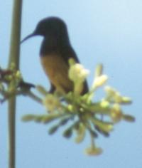 Sunbird