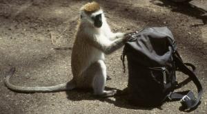 Vervet monkey