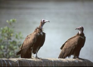 Vultures