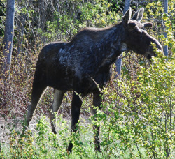 One of many moose; this in Forillon National Park, QC