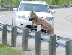 Bighorn sheep crossing the road west of Rocky Mountain House, AB