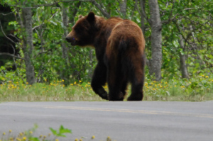 Bear on Cassiar Highway