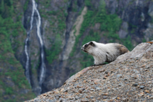 Hoary Marmot near Salmon Glacier